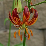 Arabian Knight - floret
